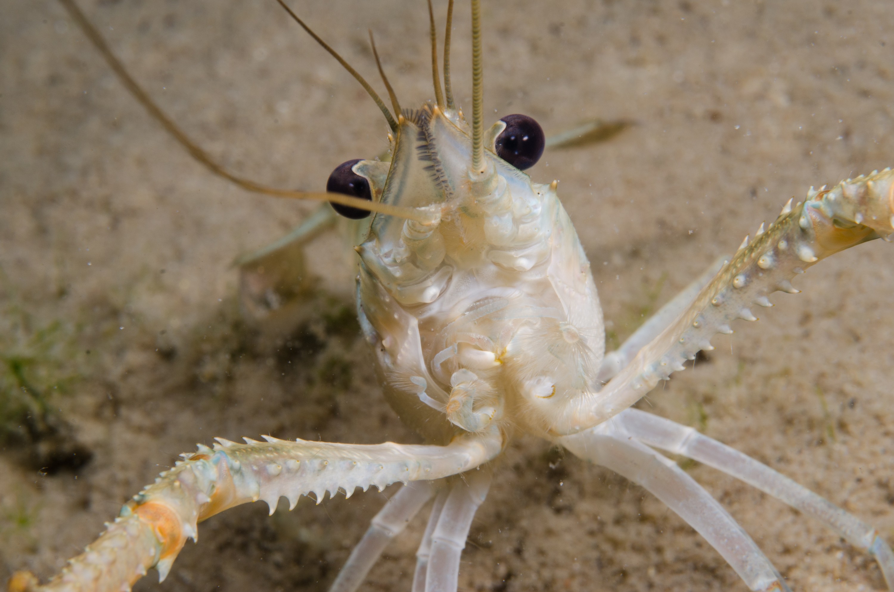 DSC_0899 – Koura, Northland NZ., Paranephrops planifrons, crispin, new, northland, nz, zealand, JAN17